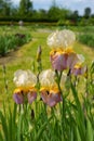 Iris Iris L., flowers in garden