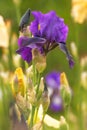 Iris Iris L. , flowers in garden, spring