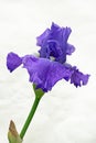 Iris Isolated