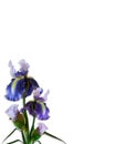 Iris Isolated Corner Design