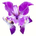 Iris isolated on white, pink and purple extraordinary iris with special texture