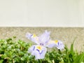 Iris japonica basal deep dark green leaves next to the white wall. Royalty Free Stock Photo