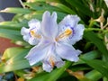 Iris japonica blooming detail