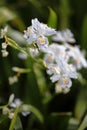 Iris japonica Royalty Free Stock Photo