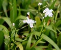 Iris japonica, Fringed Iris, Butterfly flower Royalty Free Stock Photo