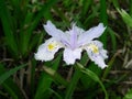 The Iris japonica Thunb flower