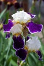 Iris kasatik siberian spring