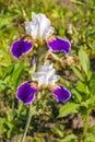 Iris or Kasatik flower