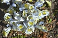 Iris Katherine Hodgkin