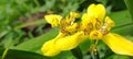 Iris kuning Flower