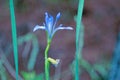 Iris lactea Royalty Free Stock Photo