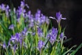 Iris lactea Royalty Free Stock Photo