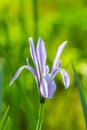 Iris lactea flower closeup Royalty Free Stock Photo