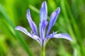 Iris lactea flower Royalty Free Stock Photo