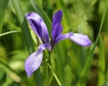 Iris lactea, wild iris Royalty Free Stock Photo