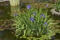 Iris laevigata with purple flowers Royalty Free Stock Photo