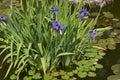 Iris laevigata with purple flowers Royalty Free Stock Photo