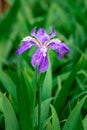 Iris germanica L