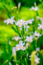 Iris germanica L-Iris tectorum Maxim