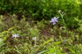 Iris germanica L