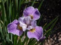 Iris \'Lavender landscape\' flowering with lavender-pink flowers with lighter standards in the garden