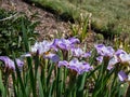 Iris \'Lavender landscape\' flowering with lavender-pink flowers with lighter standards in the garden