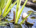 Iris Leaf with Dragonfly Nymph and water lily in pond Royalty Free Stock Photo