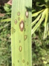 Iris Leaf Spot Disease - Cladosporium iridis