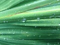 Green iris leaves with water droplets Royalty Free Stock Photo