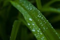 Iris leaf with water drops Royalty Free Stock Photo