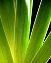 Iris Leaves Royalty Free Stock Photo