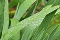 Iris leaves in the garden during light rain. Day Royalty Free Stock Photo