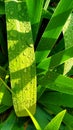 Iris leaves large drops of dew in the early morning Royalty Free Stock Photo