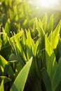 Iris leaves and morning sun Royalty Free Stock Photo