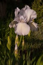 Iris light lilac on a background of dark grass close-up