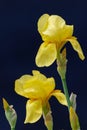 Iris lutescens yellow flower in the garden design Royalty Free Stock Photo