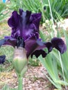 Iris of manda Royalty Free Stock Photo