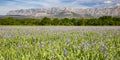 Iris meadow close  to Sainte Victoire mountain near aix en Provence. Royalty Free Stock Photo