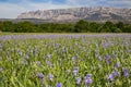 Iris meadow close  to Sainte Victoire mountain near aix en Provence. Royalty Free Stock Photo