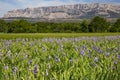 Iris meadow close  to Sainte Victoire mountain near aix en Provence. Royalty Free Stock Photo