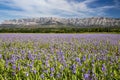 Iris meadow close  to Sainte Victoire mountain near aix en Provence. Royalty Free Stock Photo