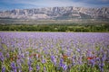 Iris meadow close to Sainte Victoire mountain near aix en Provence.