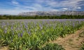 Iris meadow close  to Sainte Victoire mountain near aix en Provence. Royalty Free Stock Photo