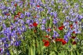 Iris meadow with poppies in Provence .