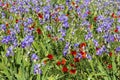 Iris meadow with poppies in Provence .