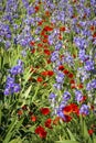 Iris meadow with poppies in Provence .