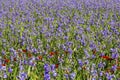 Iris meadow with poppies in Provence .