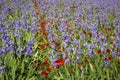 Iris meadow with poppies in Provence .