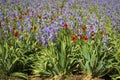 Iris meadow with poppies in Provence .