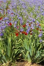 Iris meadow with poppies in Provence .